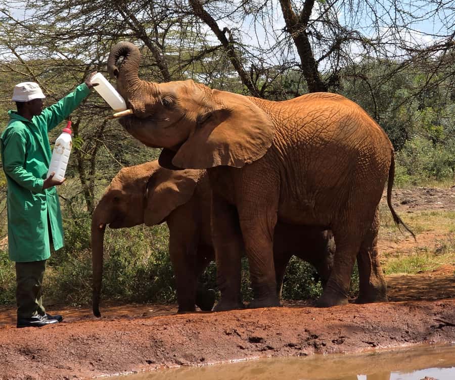 Elephant Orphanage Trust, Giraffes & Bomas of Kenya Day Tour - Giraffe Centre first, for a safe, close-up start