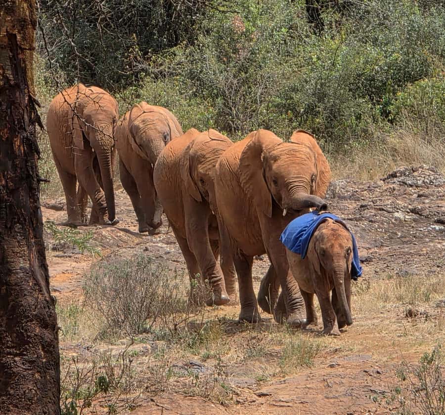 Elephant Orphanage Trust, Giraffes & Bomas of Kenya Day Tour - Bomas of Kenya: 53 communities, 15 dances, and the warrior energy