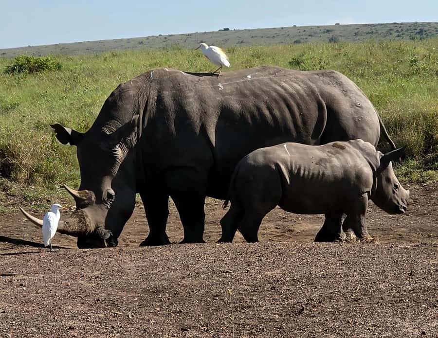 Elephant Orphanage Trust, Giraffes & Bomas of Kenya Day Tour - Price and value: what $123 gets you, plus what to budget