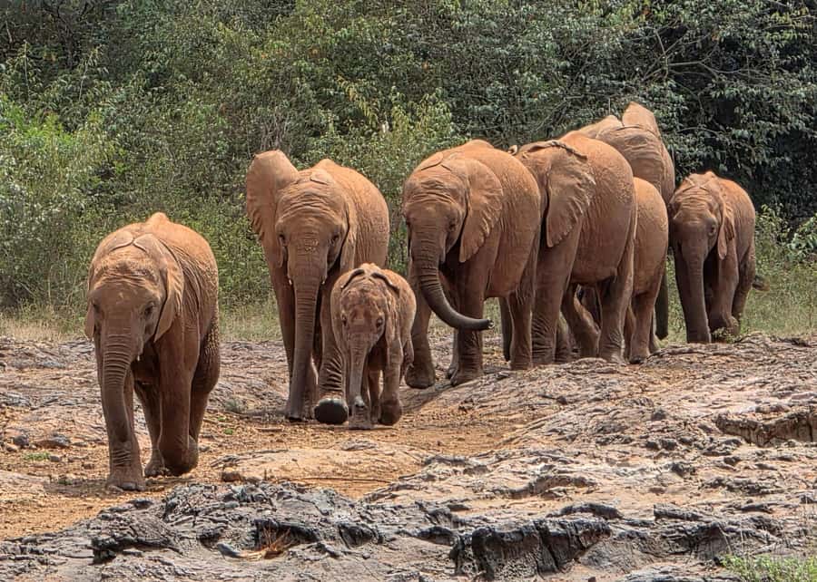 Elephant Orphanage Trust, Giraffes & Bomas of Kenya Day Tour - Rothschild’s giraffe conservation, and why it’s not just a cute face