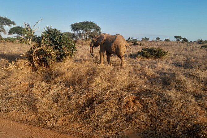 Elky Tours 2 Days Tsavo East Tour - Vehicle comfort and timing: What it feels like in real life