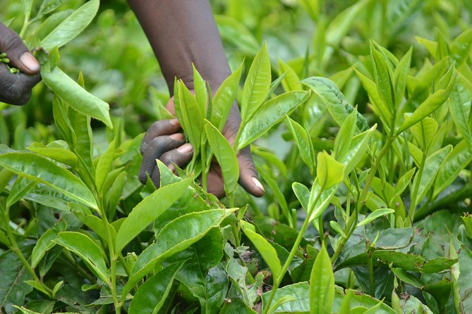 Excursion to Kiambethu Tea Farm - Tea tasting and the included coffee or tea moment