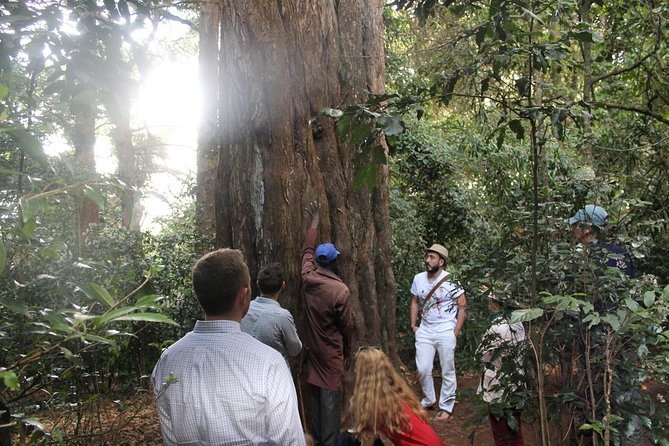 Excursion to Kiambethu Tea Farm - What’s included in the price, and what you should budget for