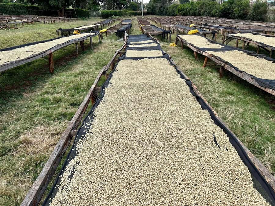 Fairview Coffee Estate Tour From Nairobi - Key Highlights Worth Getting Excited About