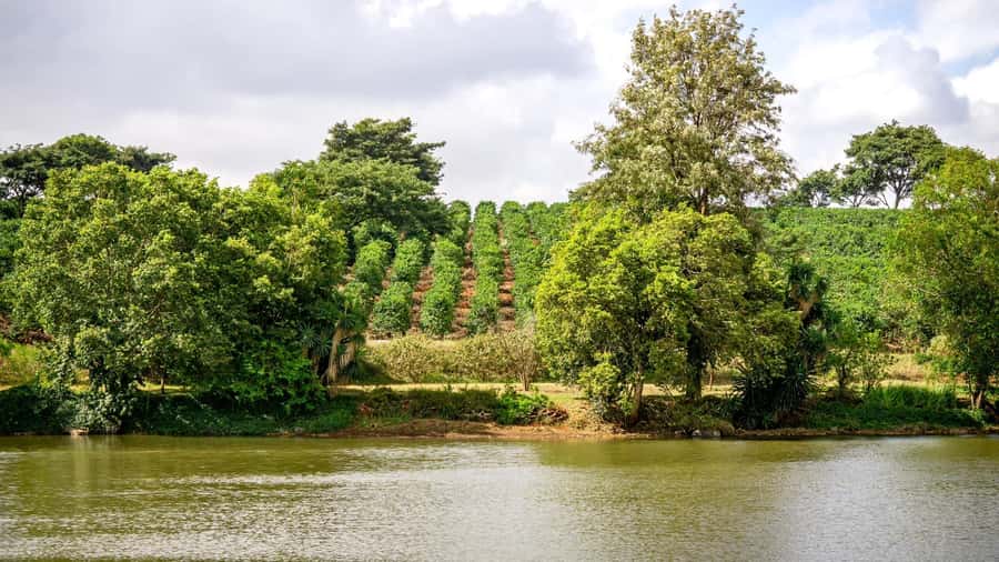 Fairview Coffee Estate Tour From Nairobi - Garden Tasting with Cookies and Milk: The Part You’ll Remember