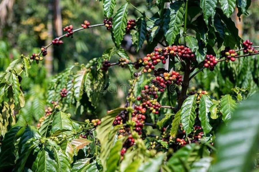 Fairview Coffee Estate Tour From Nairobi - Pickup, Timing, and Value: How Much $58 Really Buys You