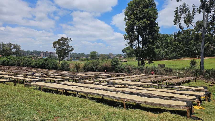Fairview Coffee Estate Tour From Nairobi - A Few Practical Tips Before You Go