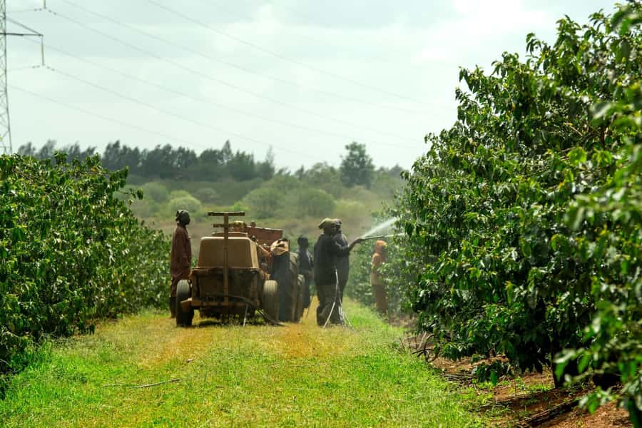 Fairview Coffee Estate Tour From Nairobi - Should You Book Fairview Coffee Estate From Nairobi?