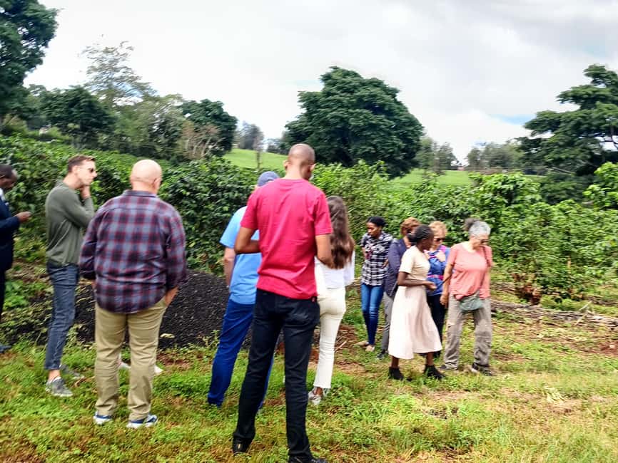 FAIRVIEW COFFEE FARM DAY TOUR - Key things to know before you go