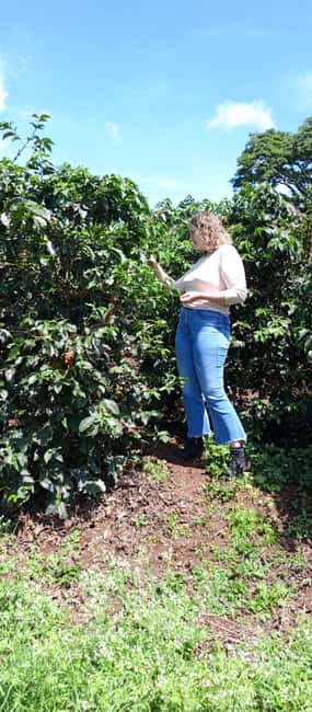 FAIRVIEW COFFEE FARM DAY TOUR - Fairview Coffee Estate in Central Kenya, and why this tour works