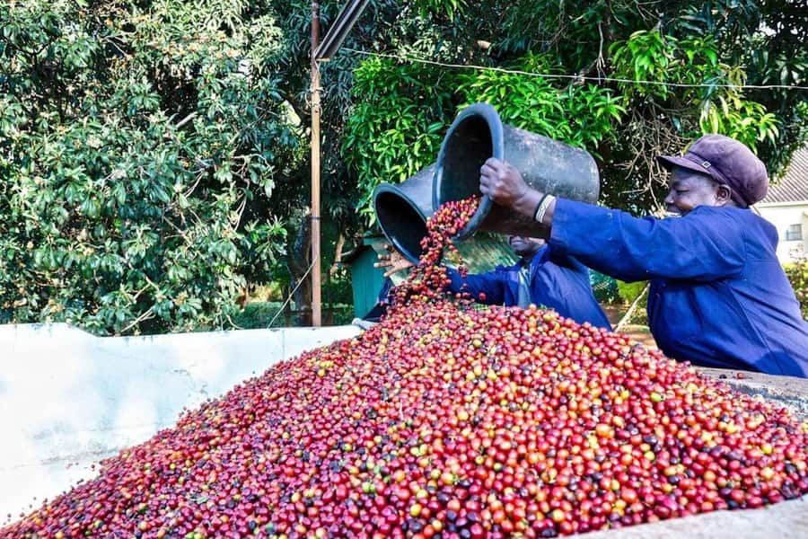 Fairview Coffee Farm Day Tour in Nairobi with Pickup - Entering Fairview Estate: the guided walk across nearly 100 acres