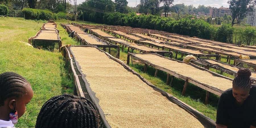 Fairview Coffee Farm Day Tour in Nairobi with Pickup - Cupping in the garden: how to taste with more confidence