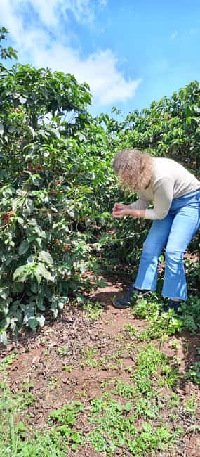 FAIRVIEW COFFEE FARM DAY TOUR - Hotel pickup and the 30-minute ride: what to expect