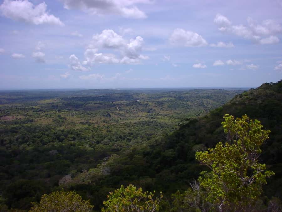 From Diani: Full Day Shimba hills tour with Sheldrick Falls - What “guided flora and fauna” should mean for you