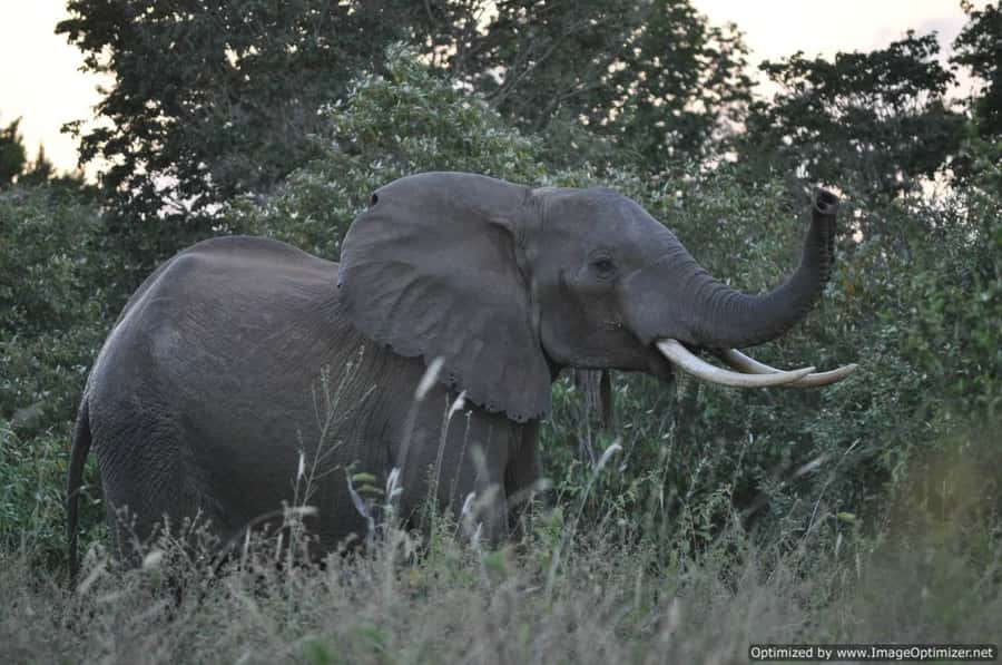 From Diani: Full Day Shimba hills tour with Sheldrick Falls - Return to Diani: why getting back around 3:00 PM matters