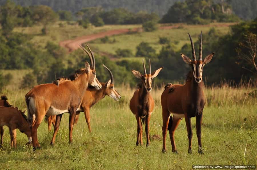From Diani: Full Day Shimba hills tour with Sheldrick Falls - Price and value: what you are paying for at $208 per person