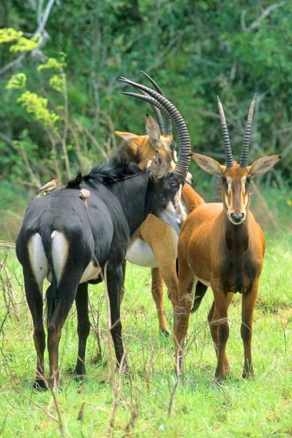 From Diani: Full Day Shimba hills tour with Sheldrick Falls - The 7:00 AM pickup and the pacing of your day