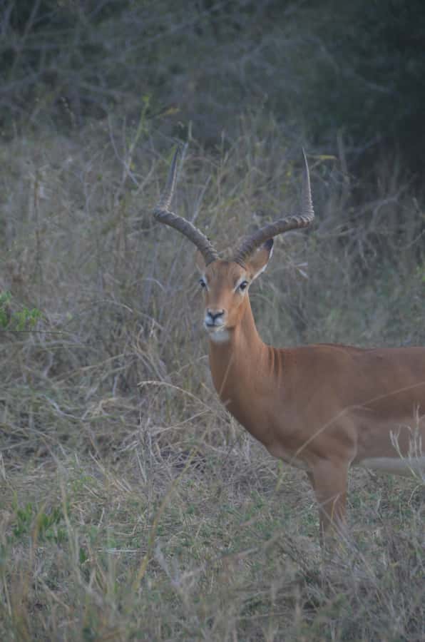 From Diani or Mombasa: Tsavo East National Park Day Trip - Key things to know before you go