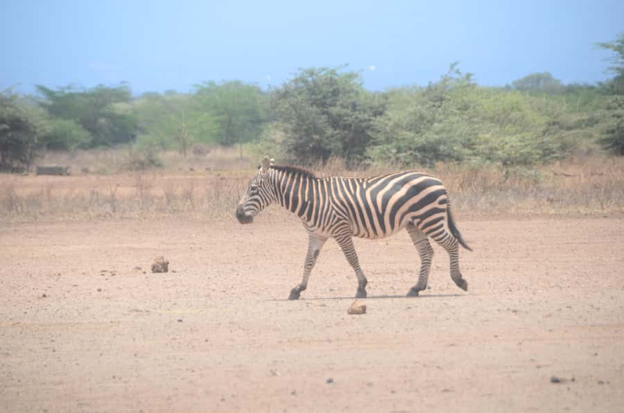 From Diani or Mombasa: Tsavo East National Park Day Trip - How the day trip works, from pickup to park gate