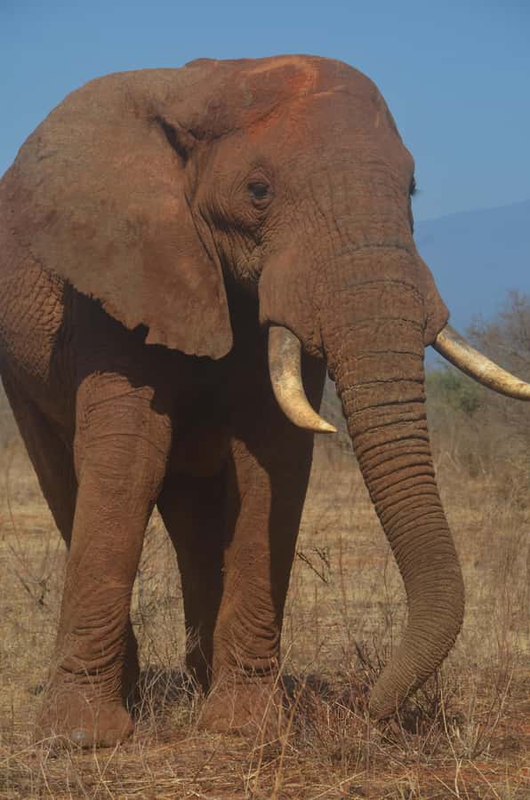 From Diani or Mombasa: Tsavo East National Park Day Trip - Lunch inside Tsavo East, and why it changes the feel of the day