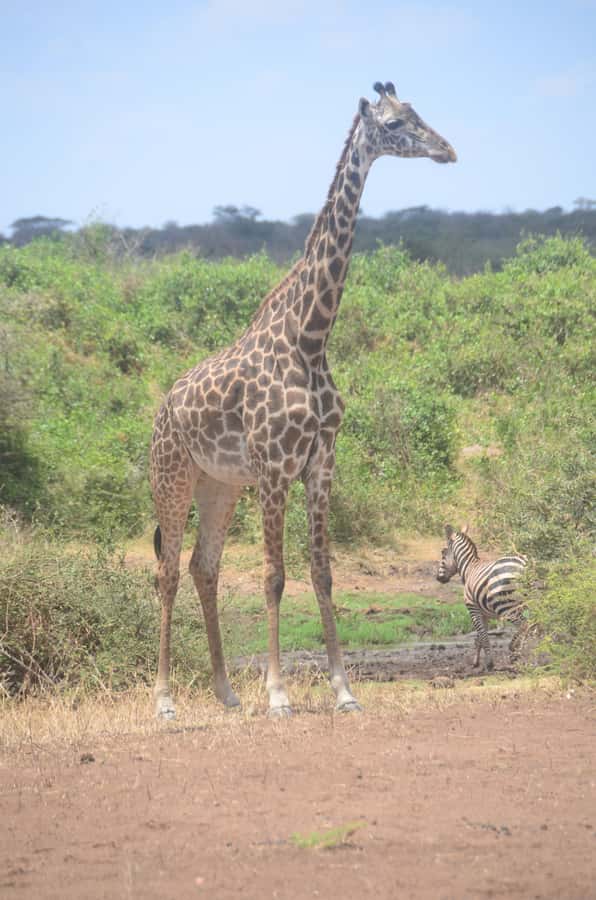 From Diani or Mombasa: Tsavo East National Park Day Trip - Morning game drive: your best shot at the classics