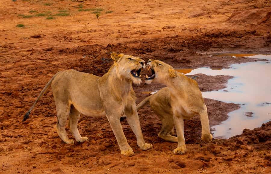 From Kilifi, Watamu, Malindi: Tsavo East Day Safari - Key things to know before you go