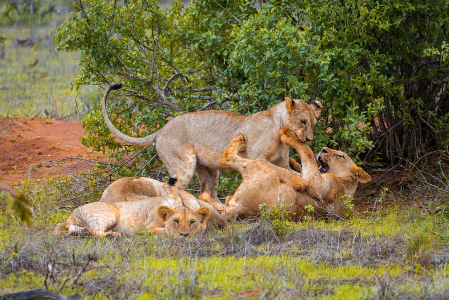 From Kilifi, Watamu, Malindi: Tsavo East Day Safari - How Tsavo East Changes During the Day