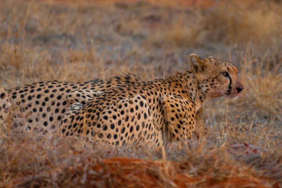 From Kilifi, Watamu, Malindi: Tsavo East Day Safari - The Breakfast Stop and Picnic Lunch Routine