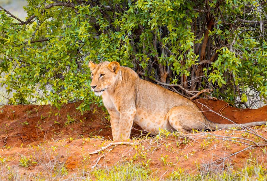 From Kilifi, Watamu, Malindi: Tsavo East Day Safari - Vehicles, Comfort, and Small Things That Add Up