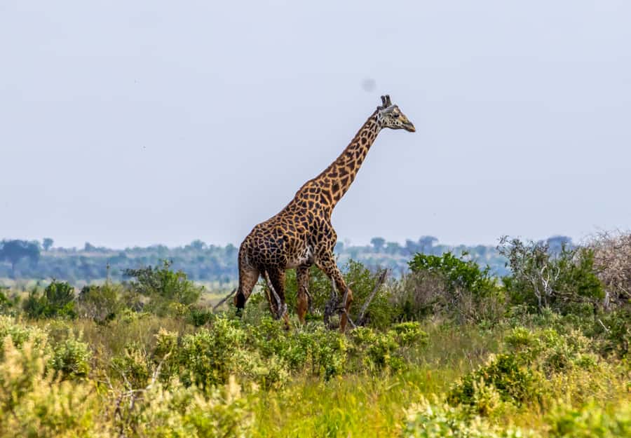 From Kilifi, Watamu, Malindi: Tsavo East Day Safari - Game Drive Time Is the Main Event