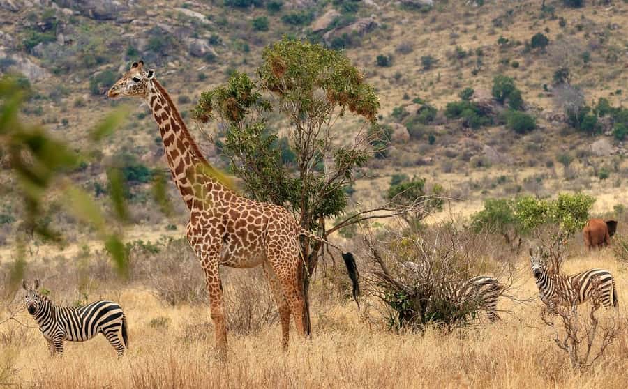 From Mombasa/Diani: Tsavo East National Park Day Trip - Pickup Options, Van Ride Time, and Entering via Bachuma Gate
