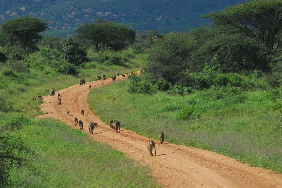 From Mombasa/Diani: Tsavo East National Park Day Trip - The Second Game Drive: More Big Five Searching, More Birding, More Chances