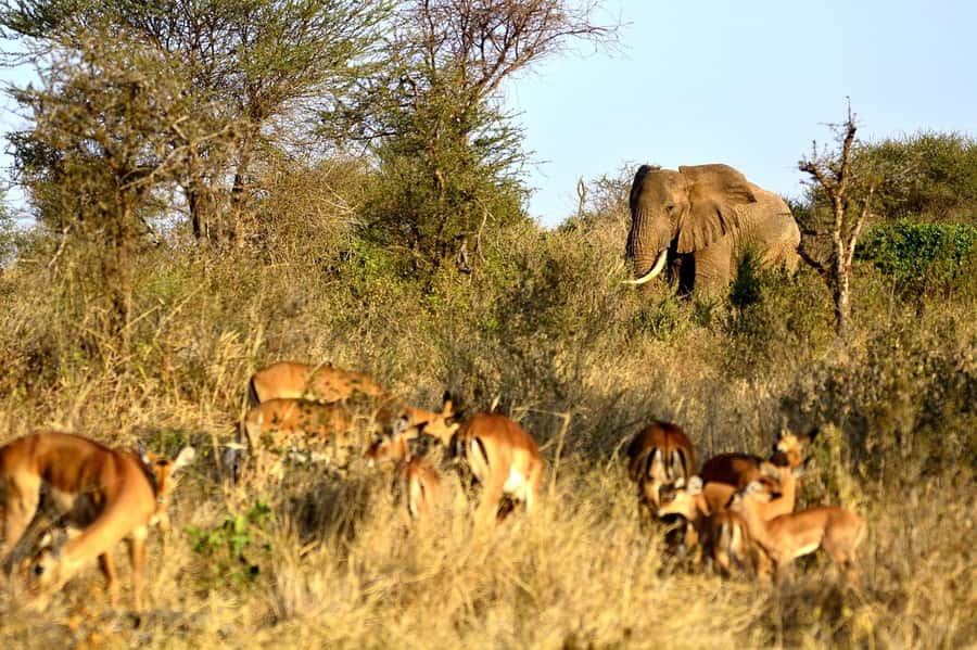From Mombasa/Diani: Tsavo East National Park Day Trip - Practical Tips So Your Safari Day Feels Smooth