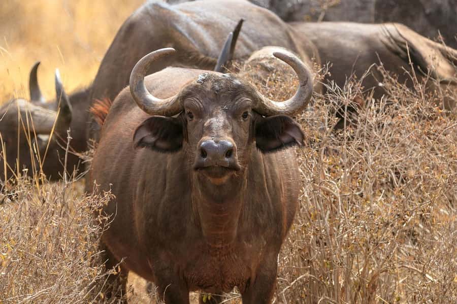 From Mombasa/Diani: Tsavo East National Park Day Trip - The First Game Drive: Red Elephants, Lions, Buffalo, and Cheetahs