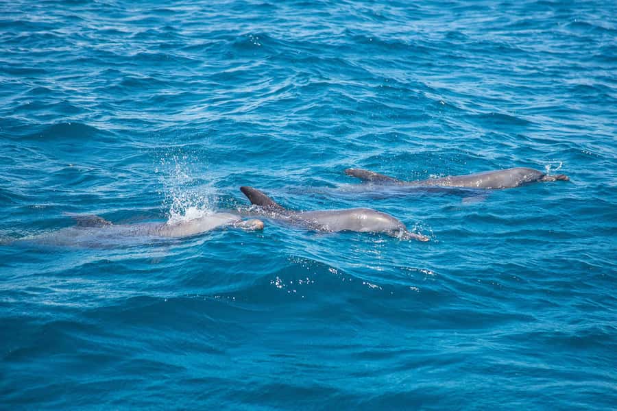 From Mombasa: Kisite Mpunguti Marine Park and Wasini Island - Kisite Mpunguti Marine Park snorkeling: turtles, fish, and swim time that matters