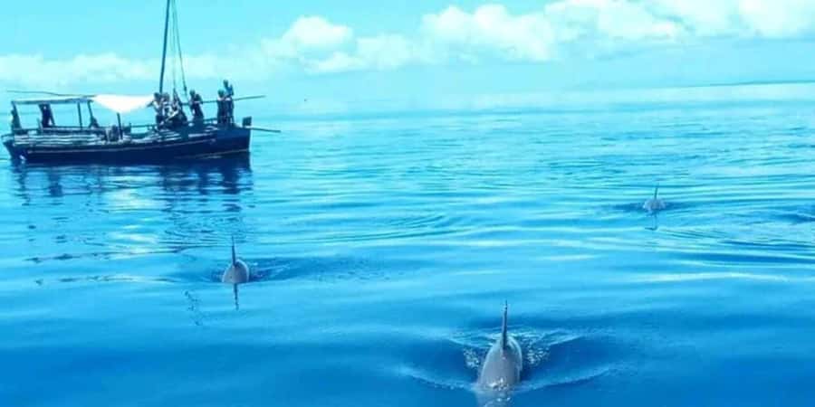 From Mombasa: Kisite Mpunguti Marine Park and Wasini Island - What you get for the $135 price: value check that goes beyond the number