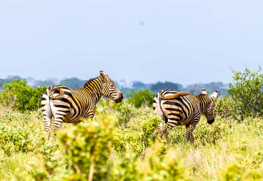 From Mombasa/Mtwapa/Diani/Tiwi: Tsavo East Full-Day Safari - The First Game Drive: Where Red Elephants Steal the Show