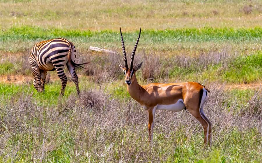 From Mombasa/Mtwapa/Diani/Tiwi: Tsavo East Full-Day Safari - Lunch With a View: The Midday Reset That Keeps You Searching