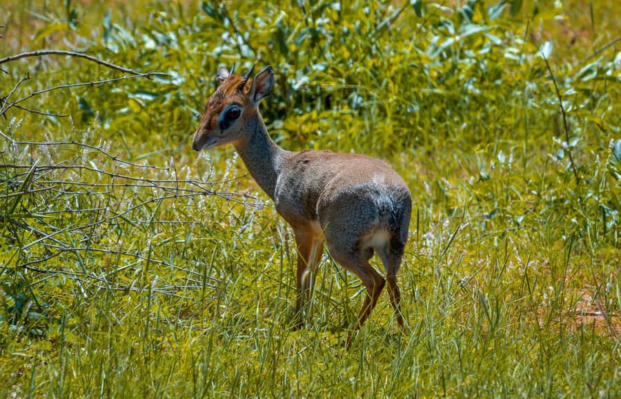 From Mombasa/Mtwapa/Diani/Tiwi: Tsavo East Full-Day Safari - Second Game Drive: More Chances, Different Patterns