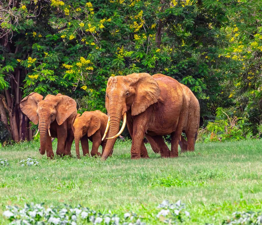 From Mombasa/Mtwapa/Diani/Tiwi: Tsavo East Full-Day Safari - Price and Value: The Real Cost Behind the $200
