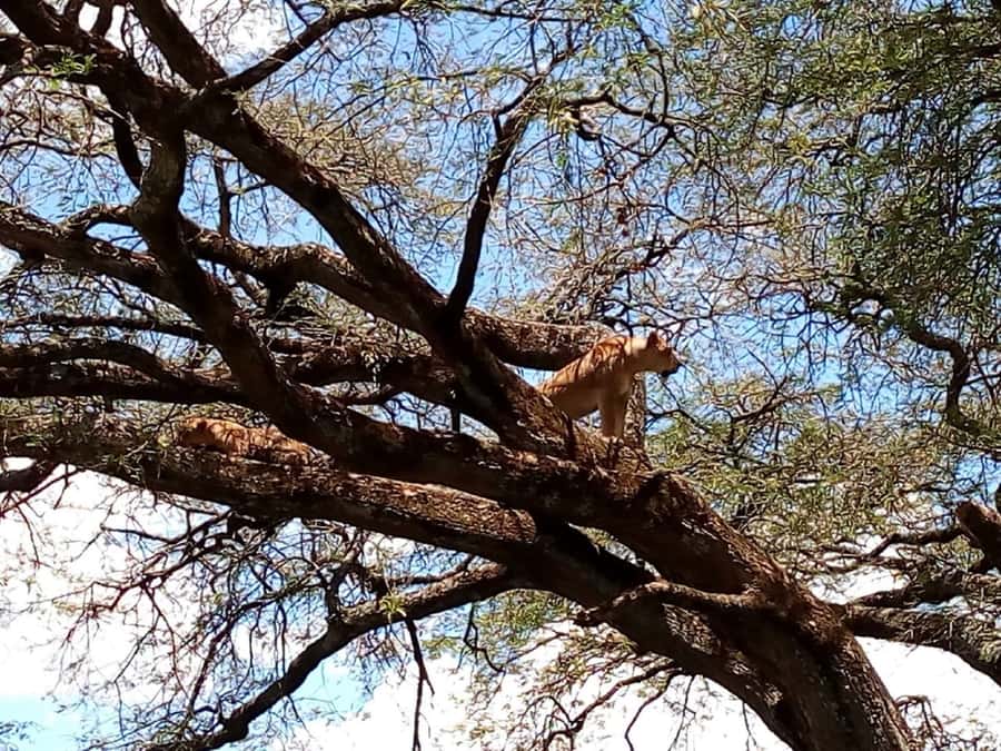 From Mombasa: Tsavo National Park Full-Day Group Trip - Tsavo East From Mombasa: a wildlife day with real safari time
