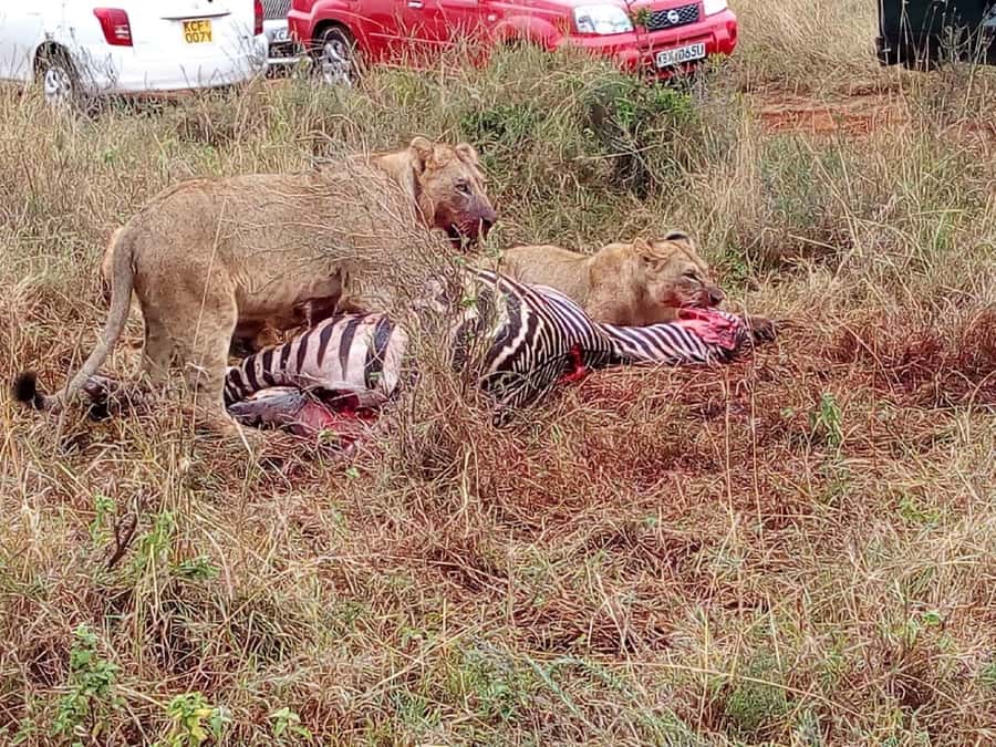From Mombasa: Tsavo National Park Full-Day Group Trip - Pickup from Mombasa, and how to avoid first-day friction