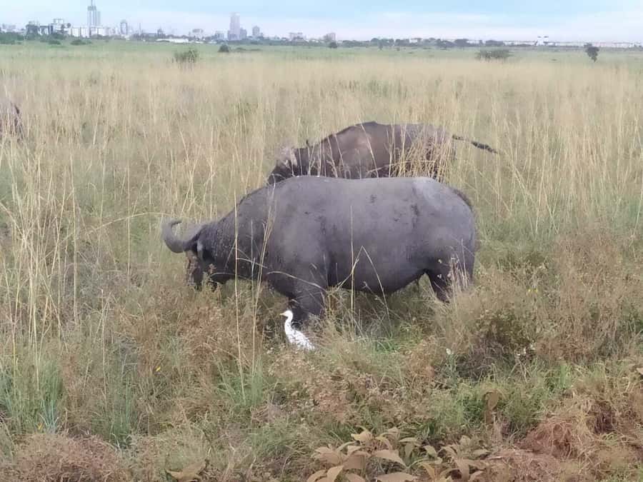 From Mombasa: Tsavo National Park Full-Day Group Trip - Game drive power: elephants, hippos, and the Galana River factor