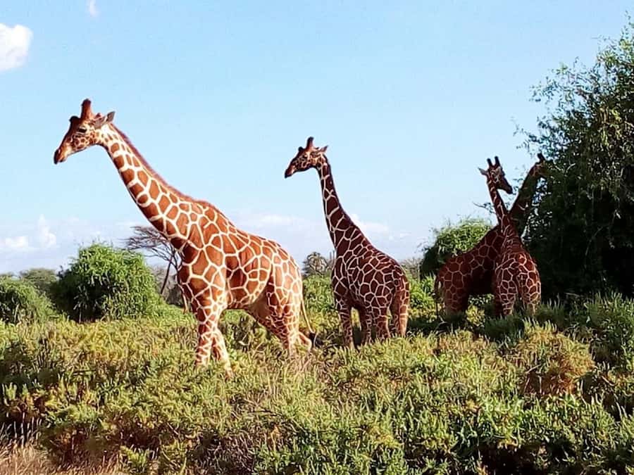 From Mombasa: Tsavo National Park Full-Day Group Trip - Lunch at a lodge camp: the break that keeps the day enjoyable