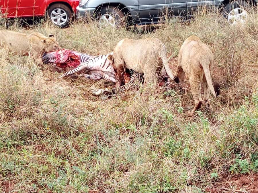 From Mombasa: Tsavo National Park Full-Day Group Trip - Afternoon game drive: how lion chances often show up