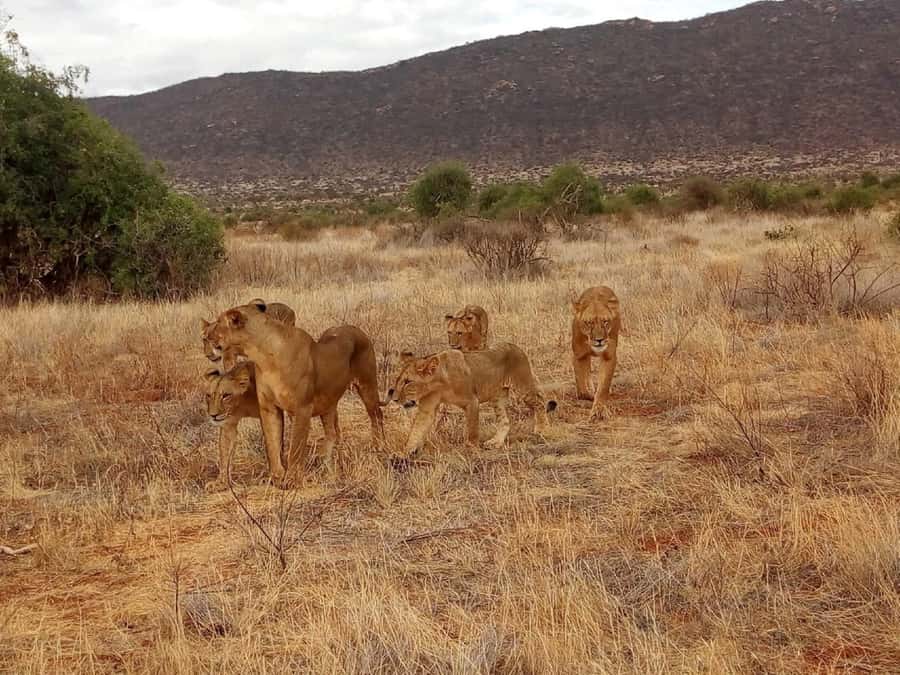 From Mombasa: Tsavo National Park Full-Day Group Trip - The big numbers: timing, distance, and what 8 hours really means