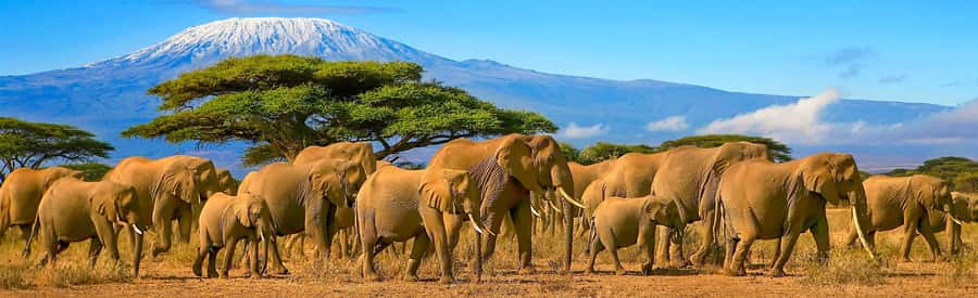 From Nairobi: 2-Day Amboseli National Park Safari - Day 1 evening at AA Lodge: your downtime matters