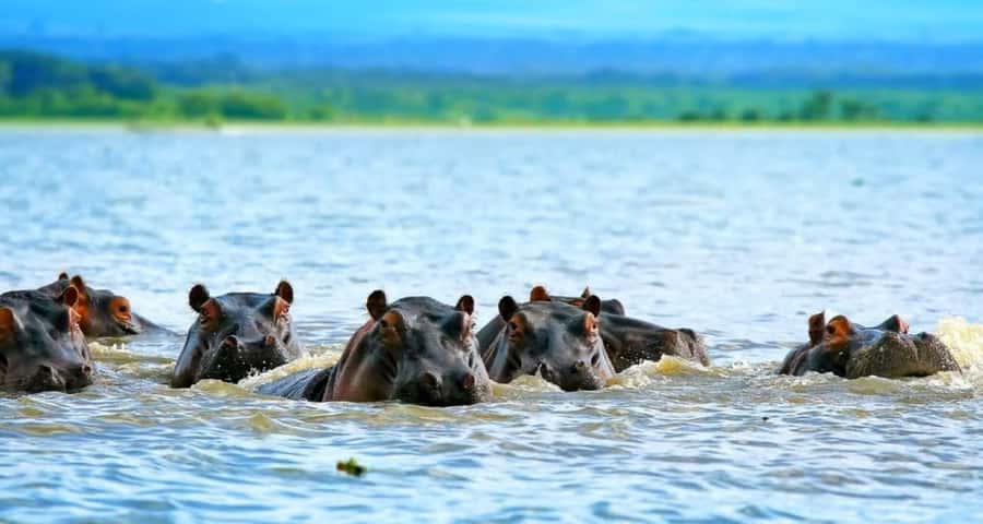 From Nairobi: 2-Day Naivasha Safari with Accommodation - Key Points That Make This 2-Day Naivasha Safari Click