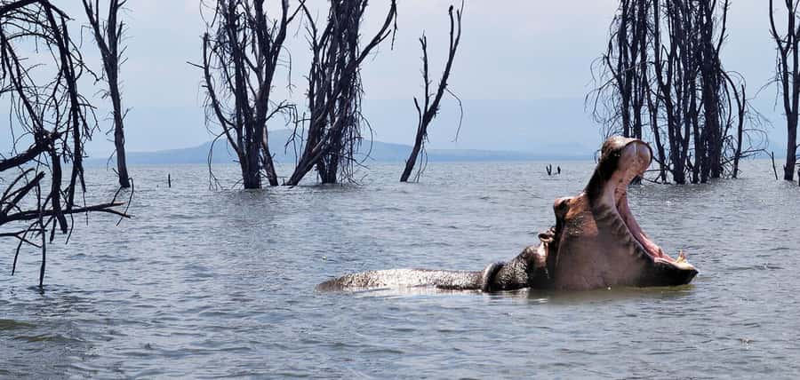 From Nairobi: 2-Day Naivasha Safari with Accommodation - Hell’s Gate National Park: Cycling, Walking, and the Gorge Plan