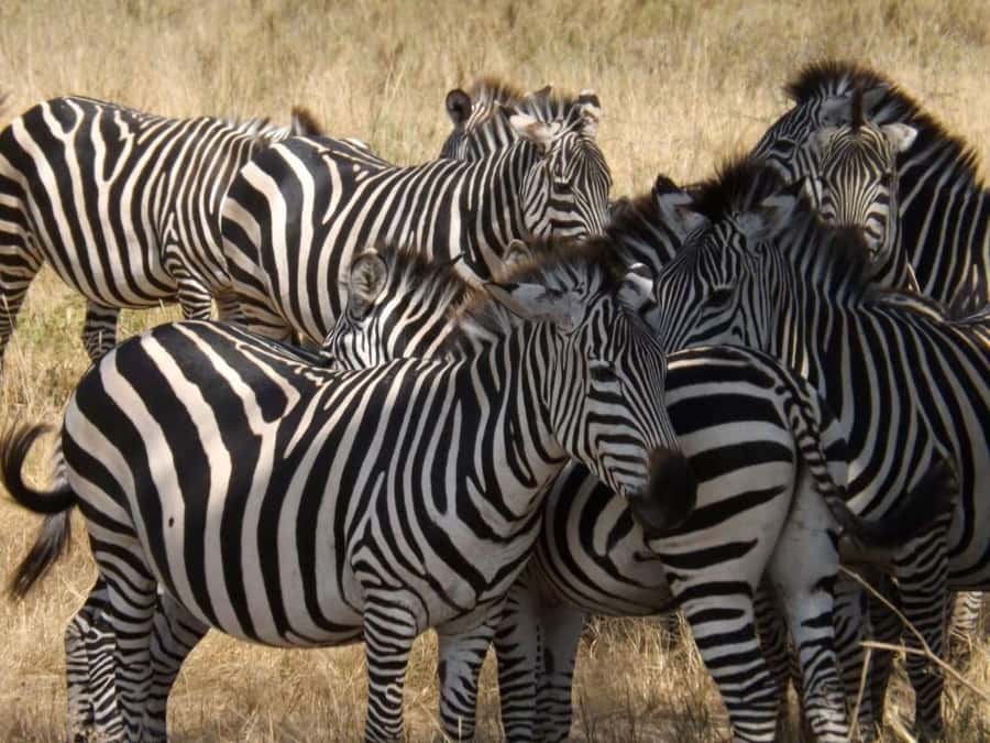 From Nairobi: 2-Day Naivasha Safari with Accommodation - Practical Tips That Make Your Safari Smoother